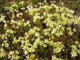 Saxifraga funstonii