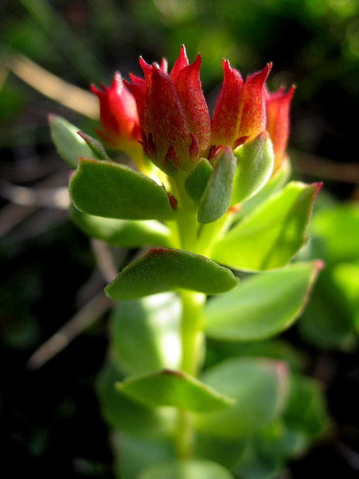 Image of Rhodiola integrifolia specimen.