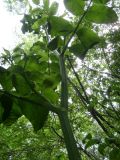 Sium latifolium. Средняя часть побега. Украина, Днепропетровск, на берегу р. Днепр. 16.07.2008.