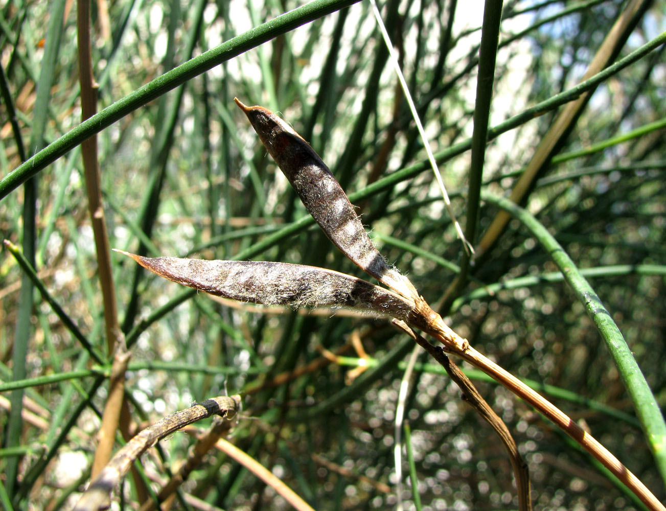 Image of Spartium junceum specimen.