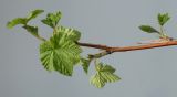 Rubus odoratus. Распускающиеся молодые листья. Германия, г. Кемпен, в школе. 06.04.2012.