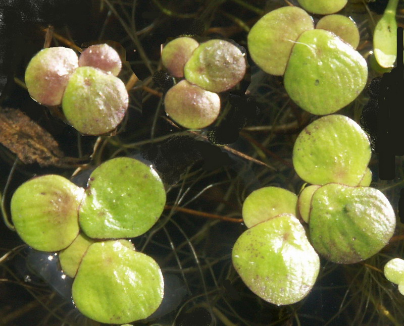 Изображение особи Spirodela polyrhiza.