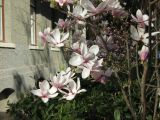 Magnolia × soulangeana. Ветви с цветками. Крым, Ялта, ул. Пушкинская, в культуре. 16 апреля 2012 г.