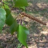 Betula pendula. Верхушка побега с мужским соцветием. Свердловская обл., окр. г. Североуральск, около ск. Грюнвальдта, разнотравный луг. 29.05.2011.