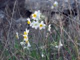 Narcissus tazetta