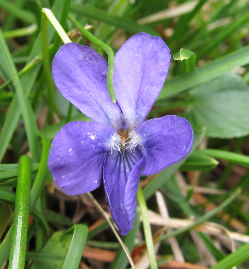 Image of Viola hirta specimen.