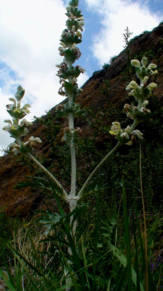 Изображение особи Phlomoides laciniata.