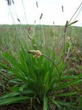 Plantago lanceolata