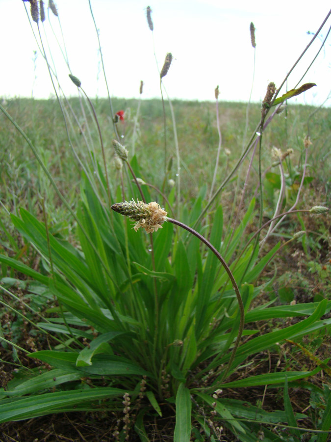 Изображение особи Plantago lanceolata.