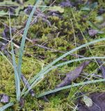 Carex flacca