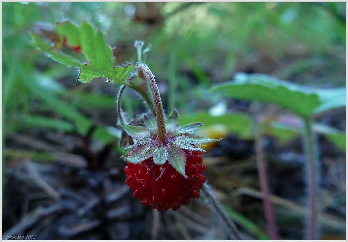 Изображение особи Fragaria vesca.