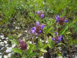 Prunella grandiflora