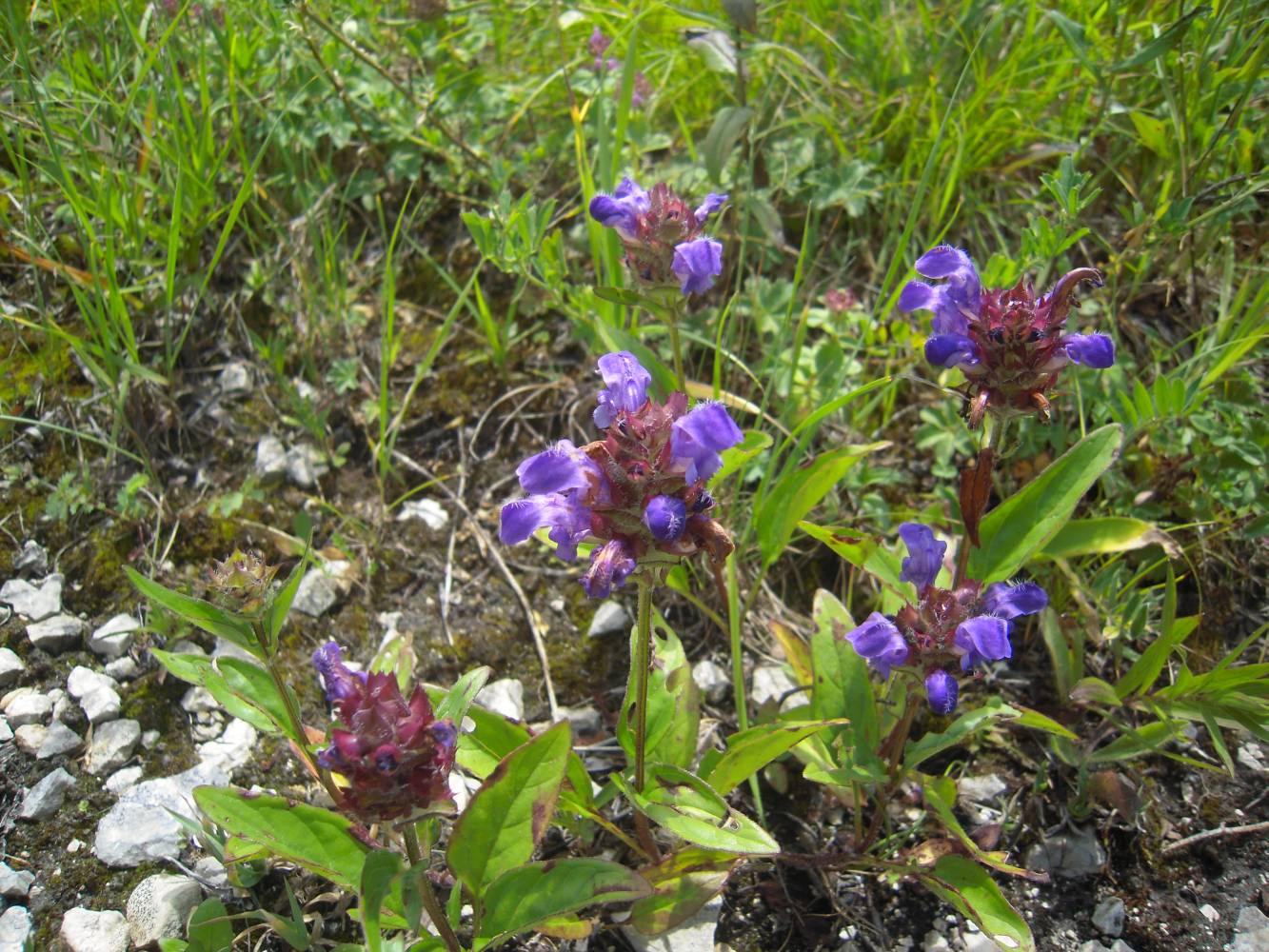 Image of Prunella grandiflora specimen.