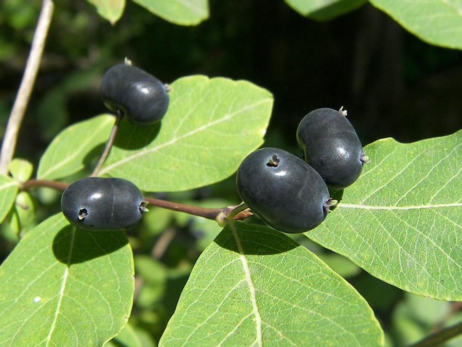 Image of Lonicera orientalis specimen.