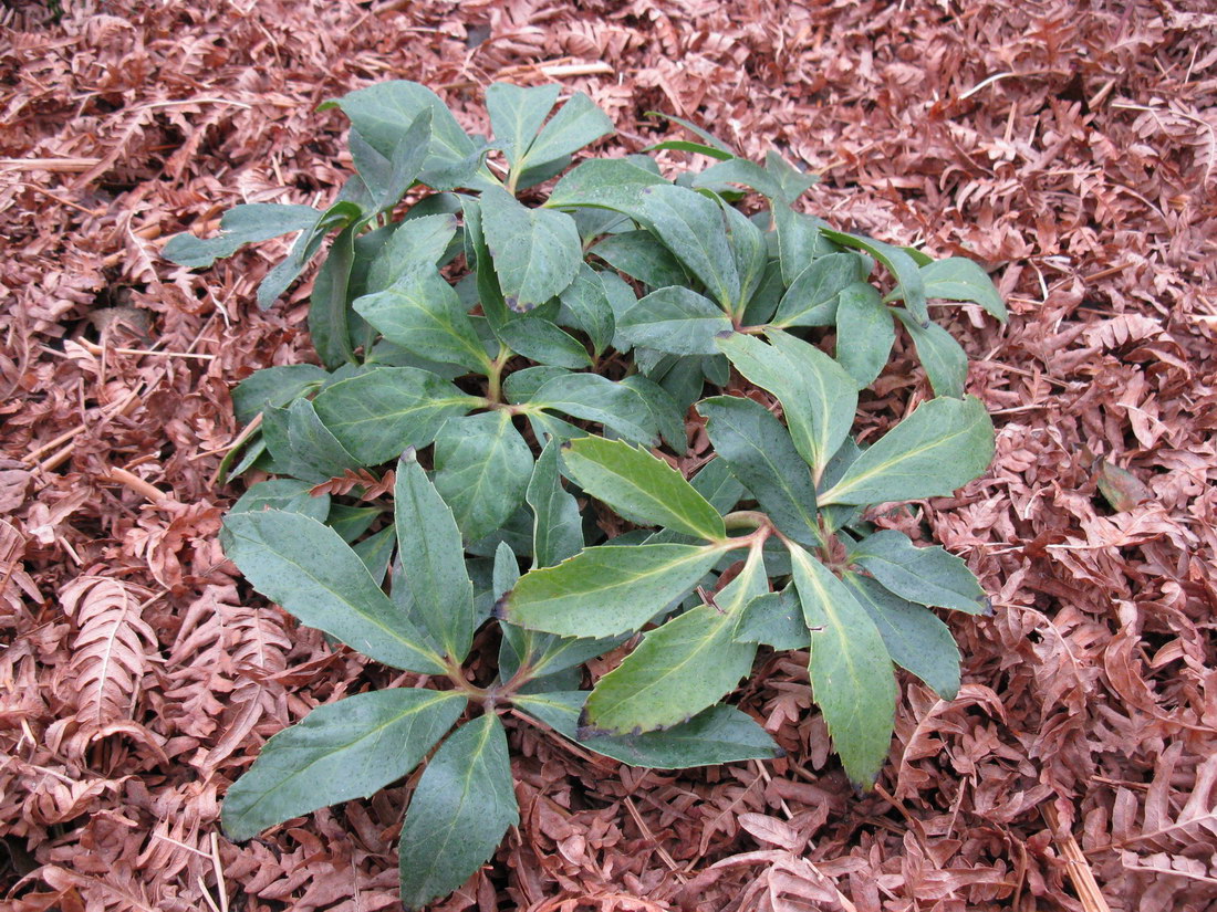 Image of Helleborus niger specimen.