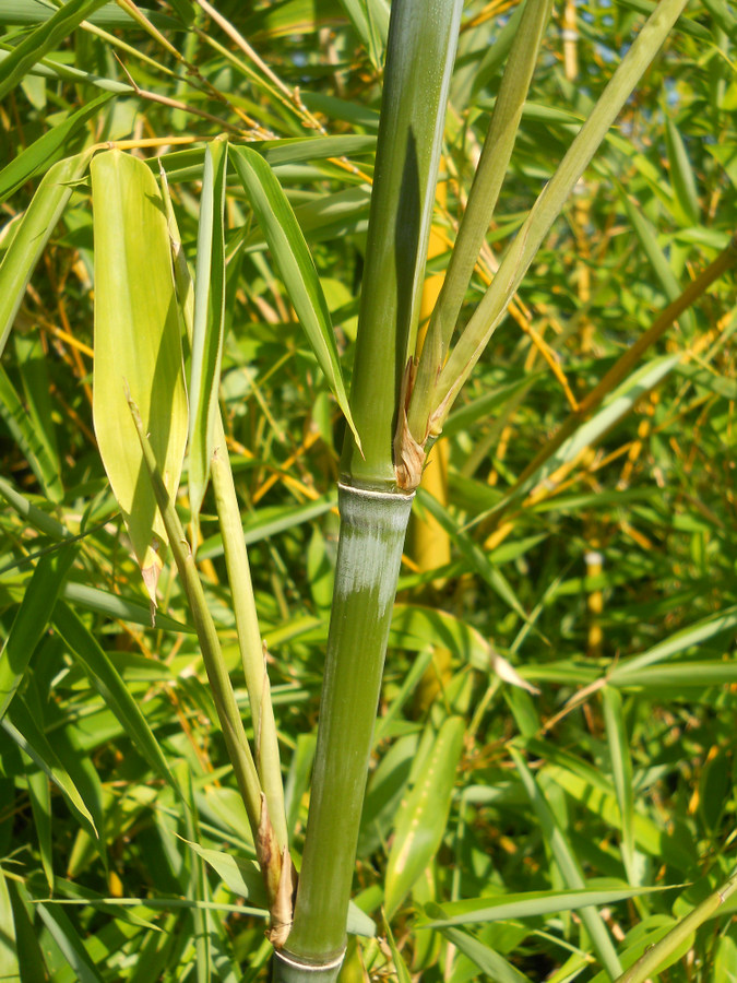 Изображение особи Phyllostachys aurea.