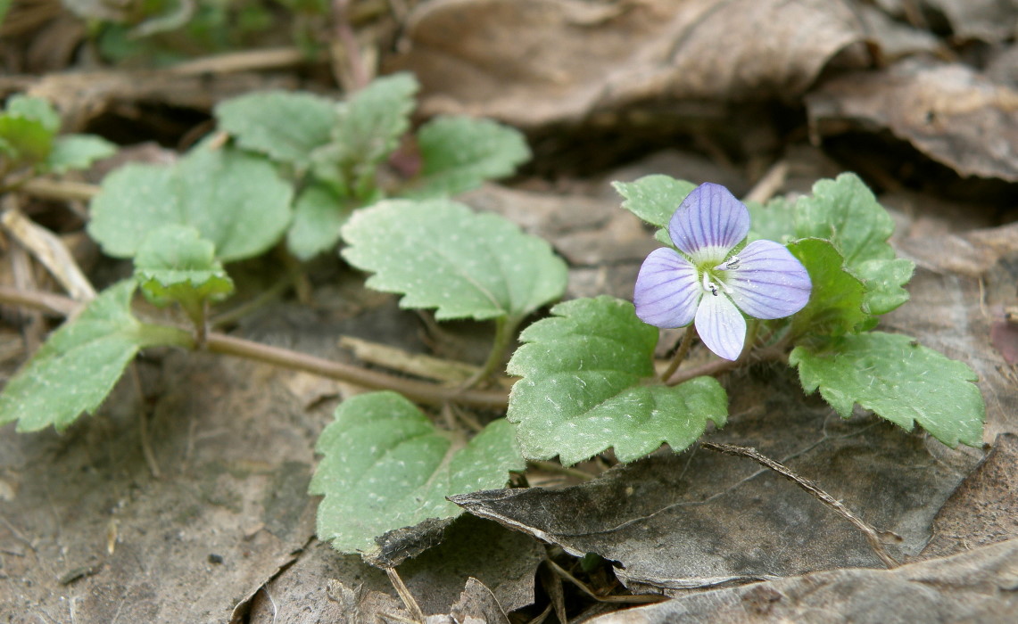 Image of Veronica persica specimen.