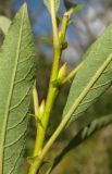 Salix myrsinifolia