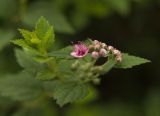 Spiraea japonica