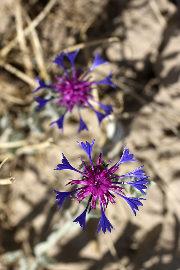 Image of Centaurea depressa specimen.