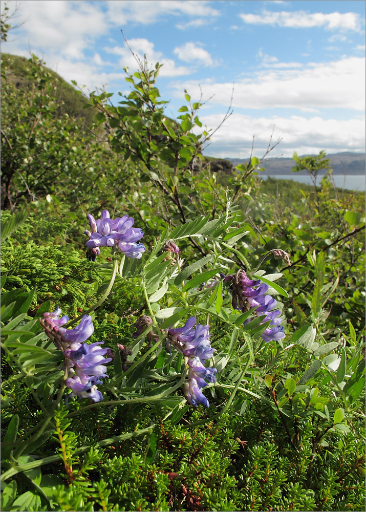 Image of Vicia cracca specimen.