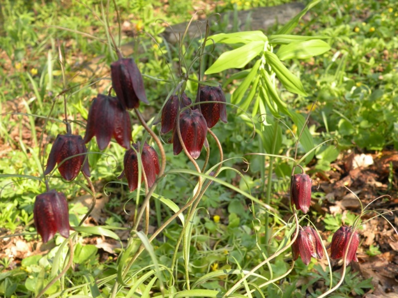 Image of Fritillaria ruthenica specimen.