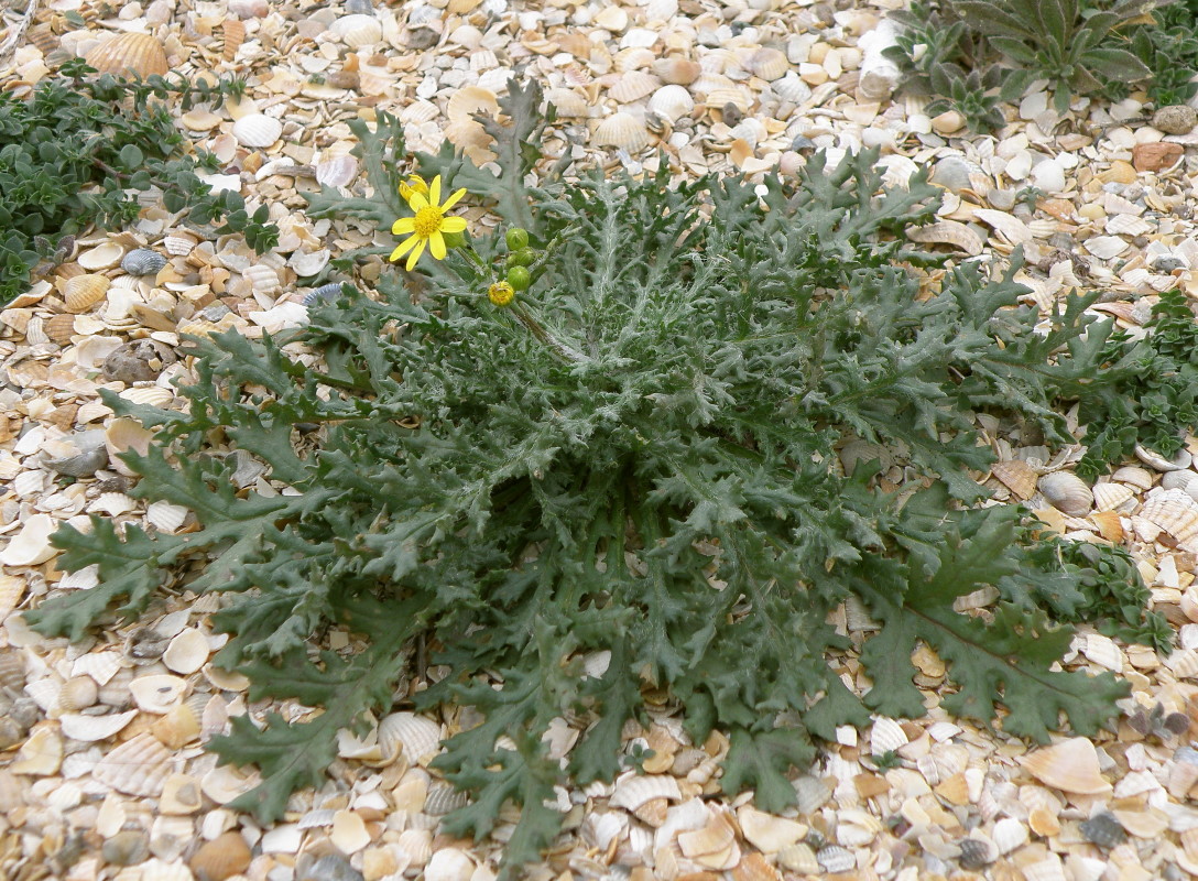 Изображение особи Senecio vernalis.