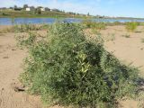 Vicia cracca. Плодоносящее растение на песчаном пляже. Коми, Княжпогостский р-н, пос. Серёгово, р. Вымь. 02.09.2012.