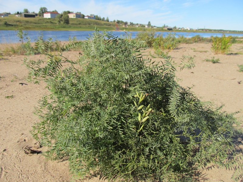 Image of Vicia cracca specimen.