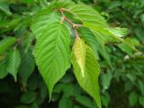 Cerasus kurilensis. Побег с молодыми листьями. Сахалин, лесопарковая зона в окр. г. Южно-Сахалинска. Конец июня 2012 г.