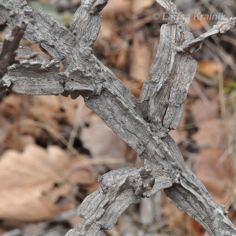 Image of Ulmus japonica specimen.