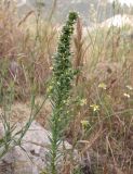 Linum strictum. Верхушка цветущего растения. Israel, Mount Carmel, 07.05.2006.