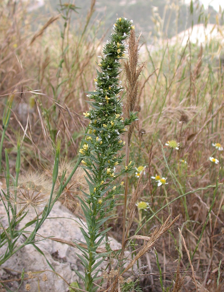 Изображение особи Linum strictum.