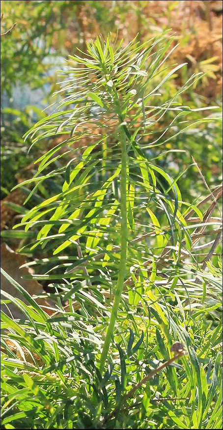 Изображение особи Euphorbia cyparissias.