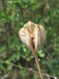 Tulipa biebersteiniana