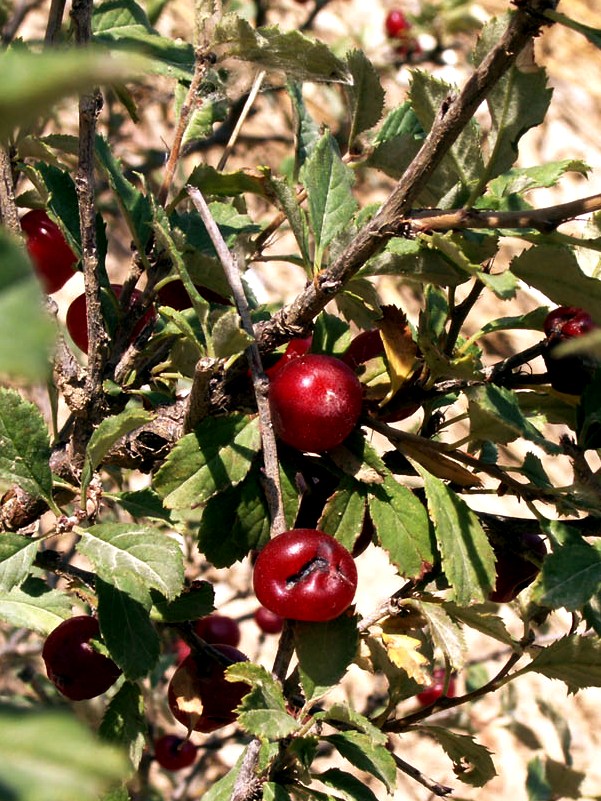 Изображение особи Cerasus erythrocarpa.