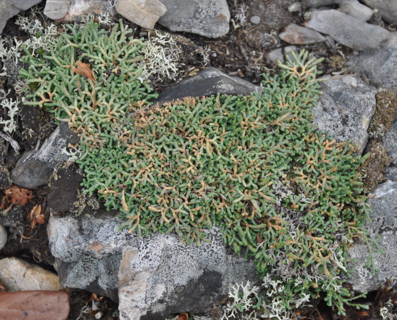 Image of Selaginella borealis specimen.