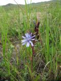 Lactuca sibirica