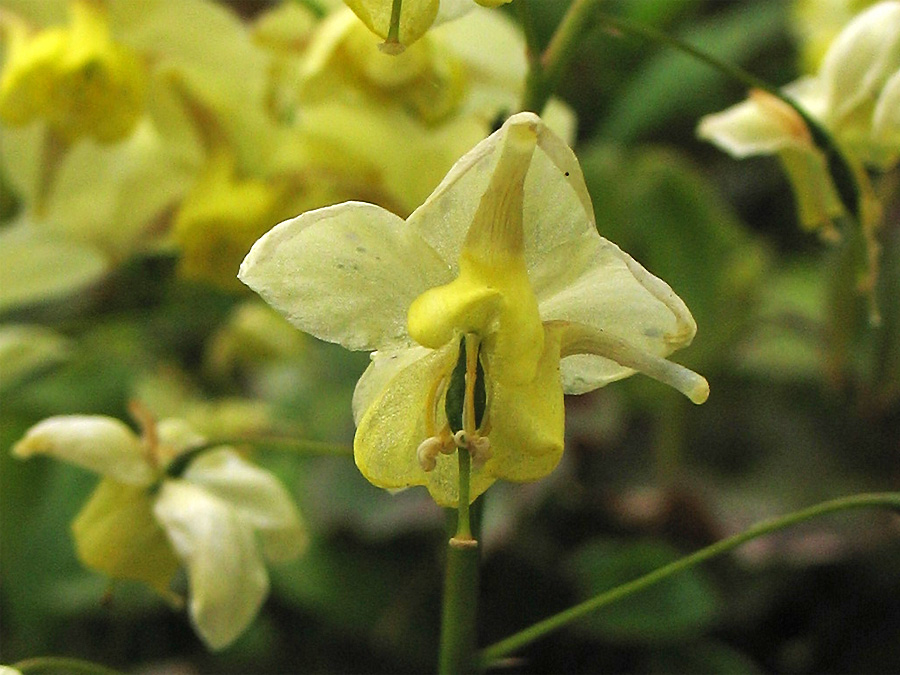 Изображение особи Epimedium × versicolor.