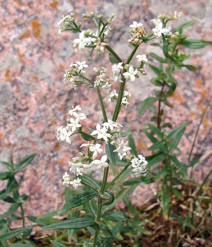 Изображение особи Galium turkestanicum.