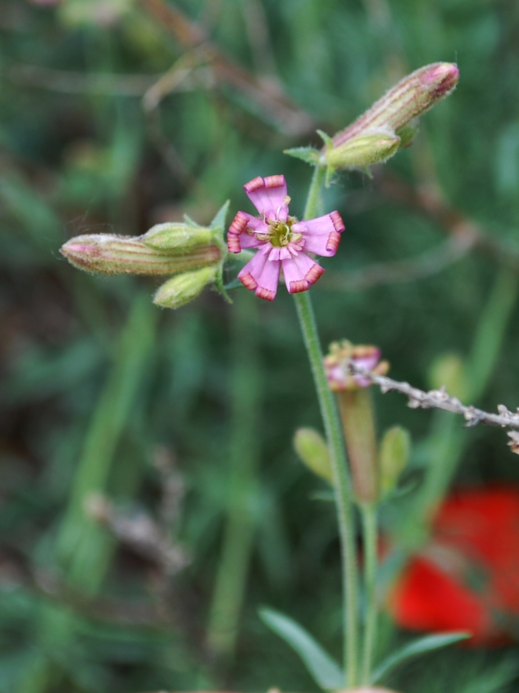 Изображение особи Silene brahuica.