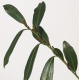 Lauro-cerasus officinalis. Верхушка побега с развивающимися соцветиями ('Schipkaensis Macrophylla'). Германия, г. Кемпен, в частном саду. 18.02.2013.