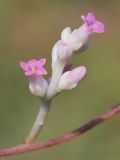 Cuscuta lehmanniana