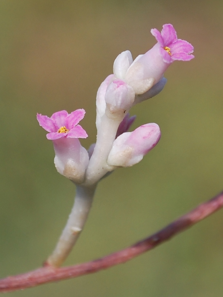 Image of Cuscuta lehmanniana specimen.