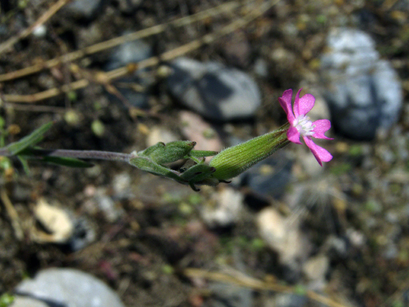 Image of Pleconax conica specimen.