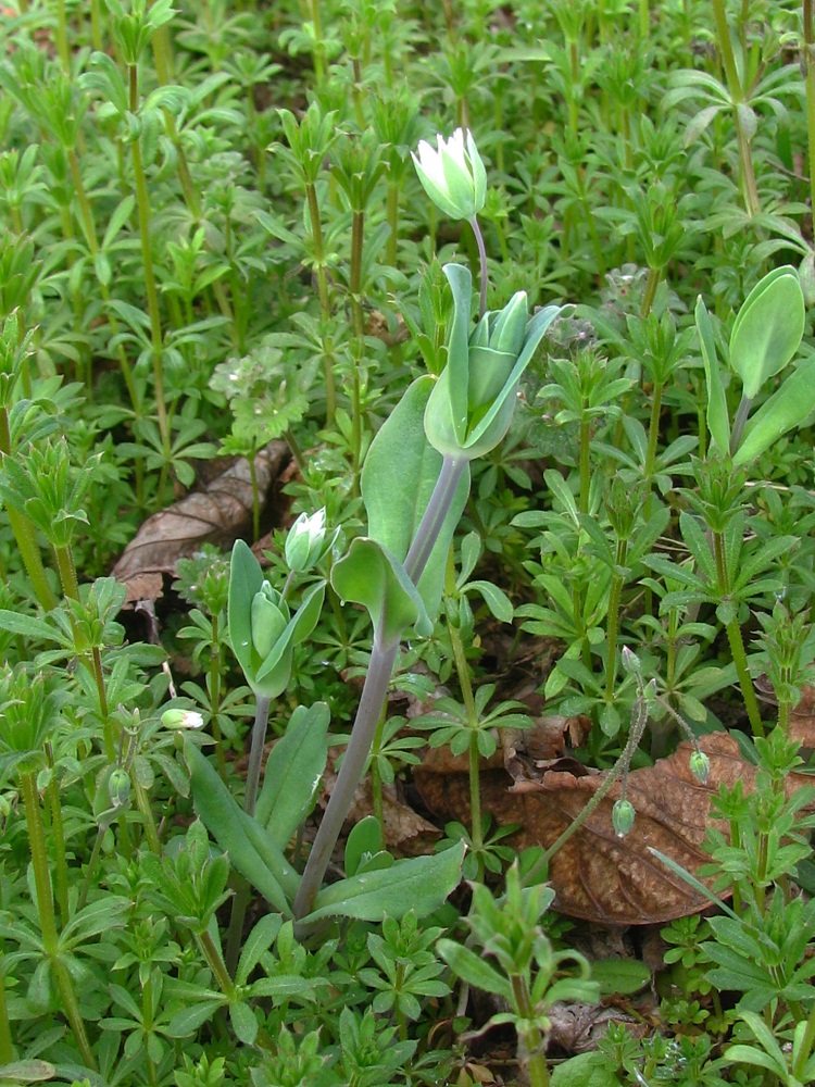 Image of Cerastium perfoliatum specimen.