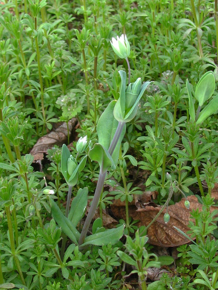 Изображение особи Cerastium perfoliatum.