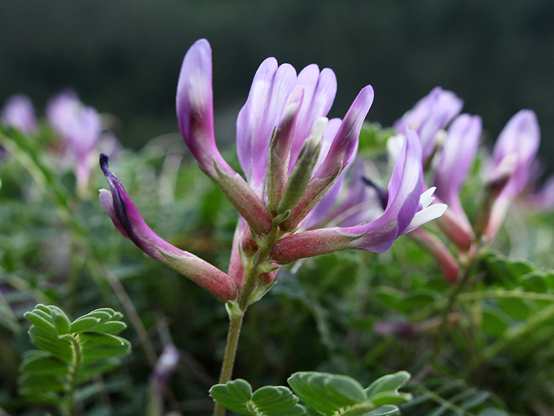 Изображение особи Astragalus viciifolius ssp. abchasicus.