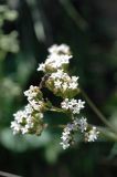 Valeriana ficariifolia
