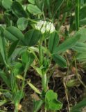 Trifolium leucanthum. Цветущее растение. Крым, окр. Ялты, пос. Голубой Залив, обочина. 30 апреля 2013 г.